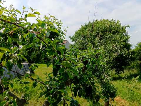 ділянка за адресою с. Кам'янопіль, Грушевського, 1