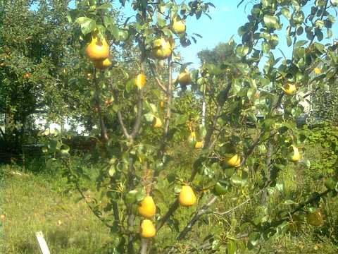ділянка за адресою Самар (Новомосковськ), Вільне
