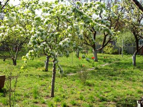участок по адресу Центральна, 123