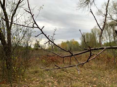 ділянка за адресою с. Новоселівка,
