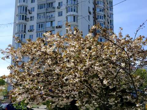 квартира по адресу Шевченко пл., 3