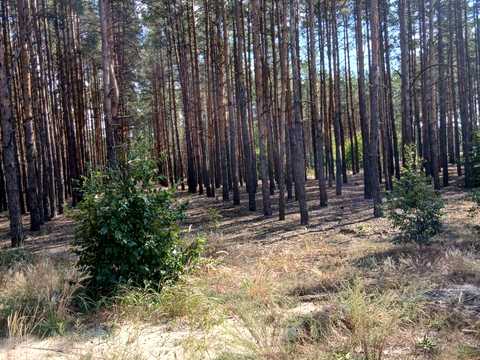 ділянка за адресою Лебедина