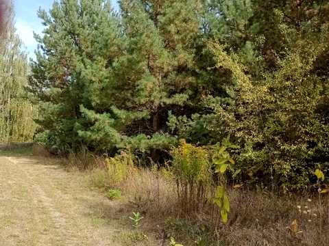 ділянка за адресою Озерна