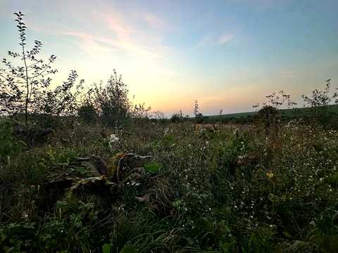 ділянка за адресою с. Лісові Гринівці,