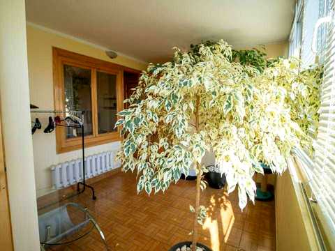 квартира за адресою Незалежності вул. (Армійська), 17а