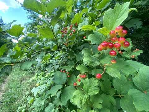 ділянка за адресою с. Карпівці, Зв'язківців