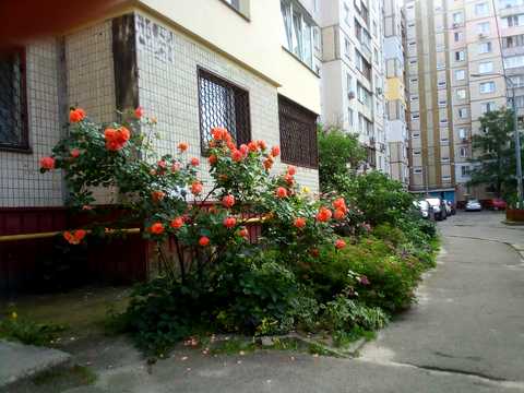 квартира по адресу Ларисы Руденко ул., 7