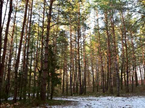 ділянка за адресою с. Круглик, Садова