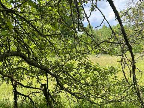 ділянка за адресою с. Вільшка, Івана Франка, 29