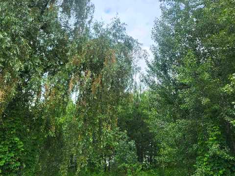 ділянка за адресою Наталії Кобринської вул. (Крилова)