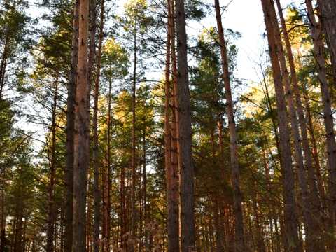 ділянка за адресою Лісна