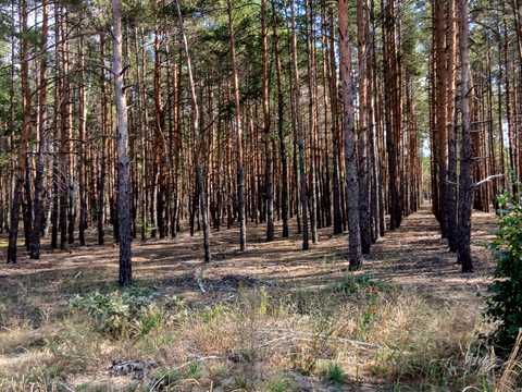 ділянка за адресою Лебедина