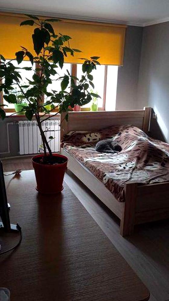 Шишацька вулиця