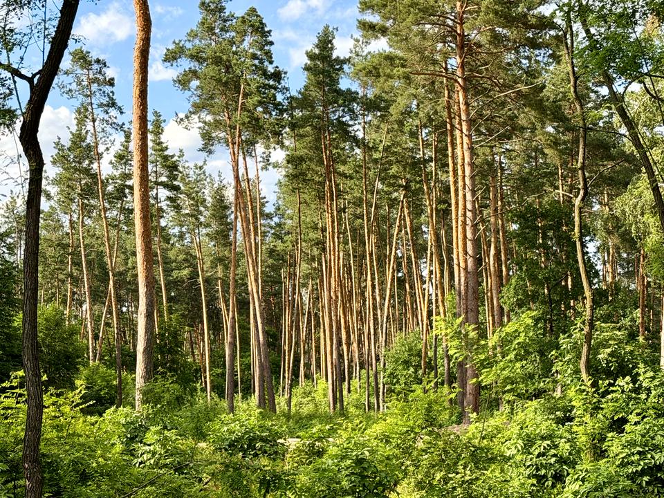 1868331037227621