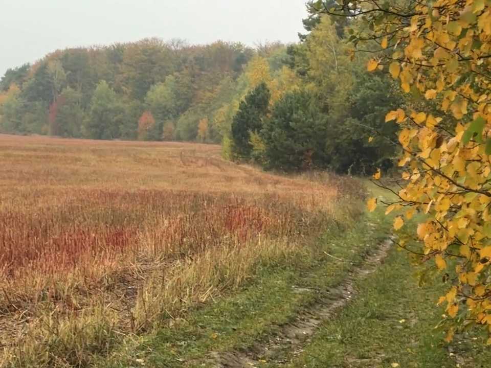 1880004772065443