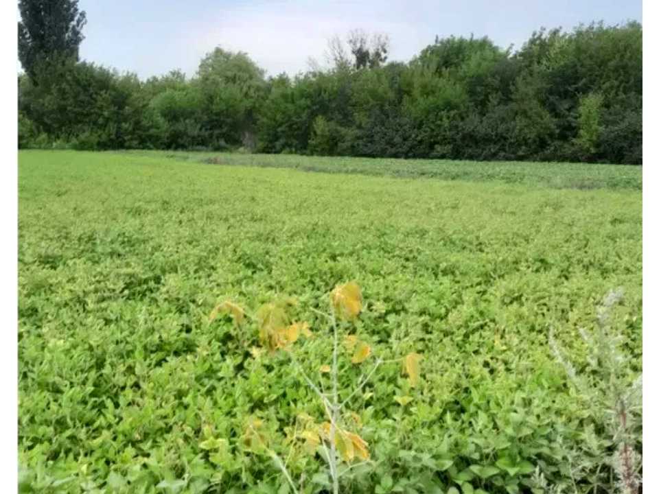 1850397363698868