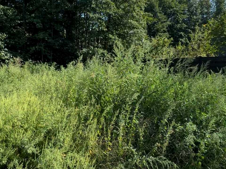 1842961618260171