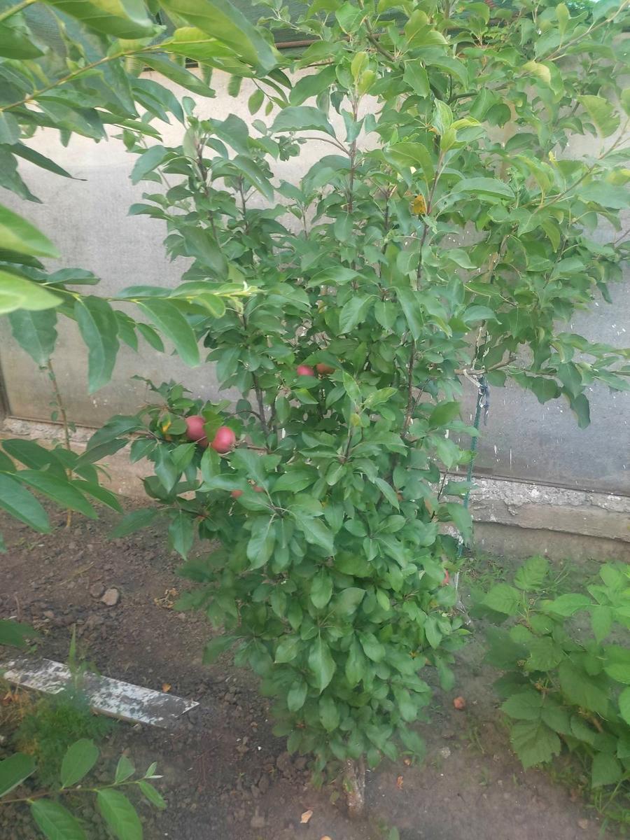 Дом по адресу ул. Королева ак. (площадь 156 м²) - Atlanta.ua - фото 10