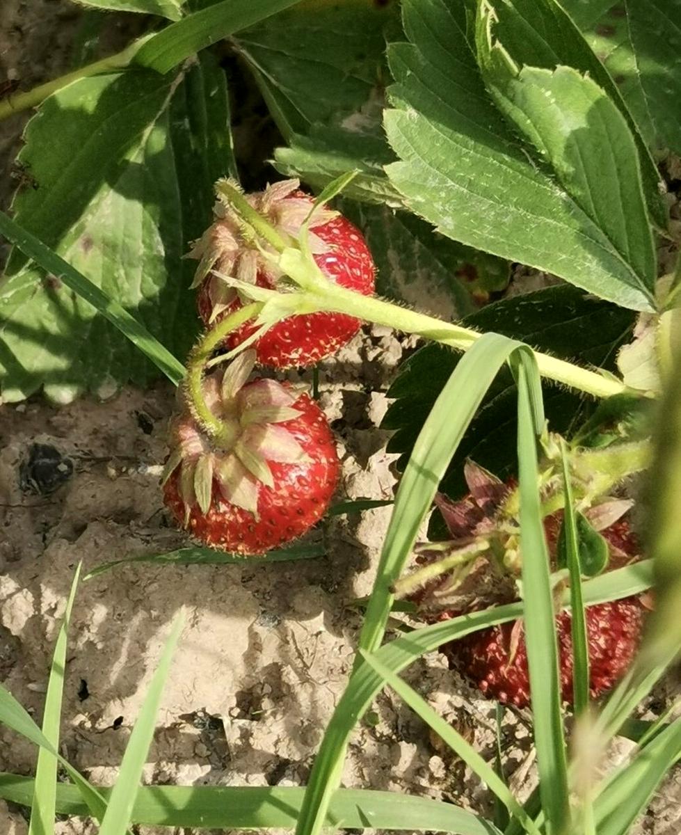 House by the address st. Borispoltsya Platona (area 36 m²) - Atlanta.ua - photo 7