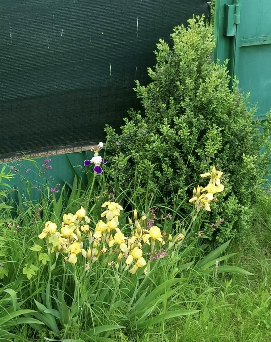 House by the address st. Borispoltsya Platona (area 36 m²) - Atlanta.ua - photo 11