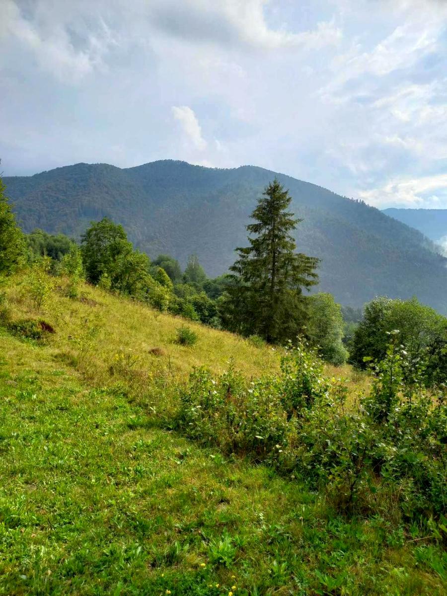 1866317585444262