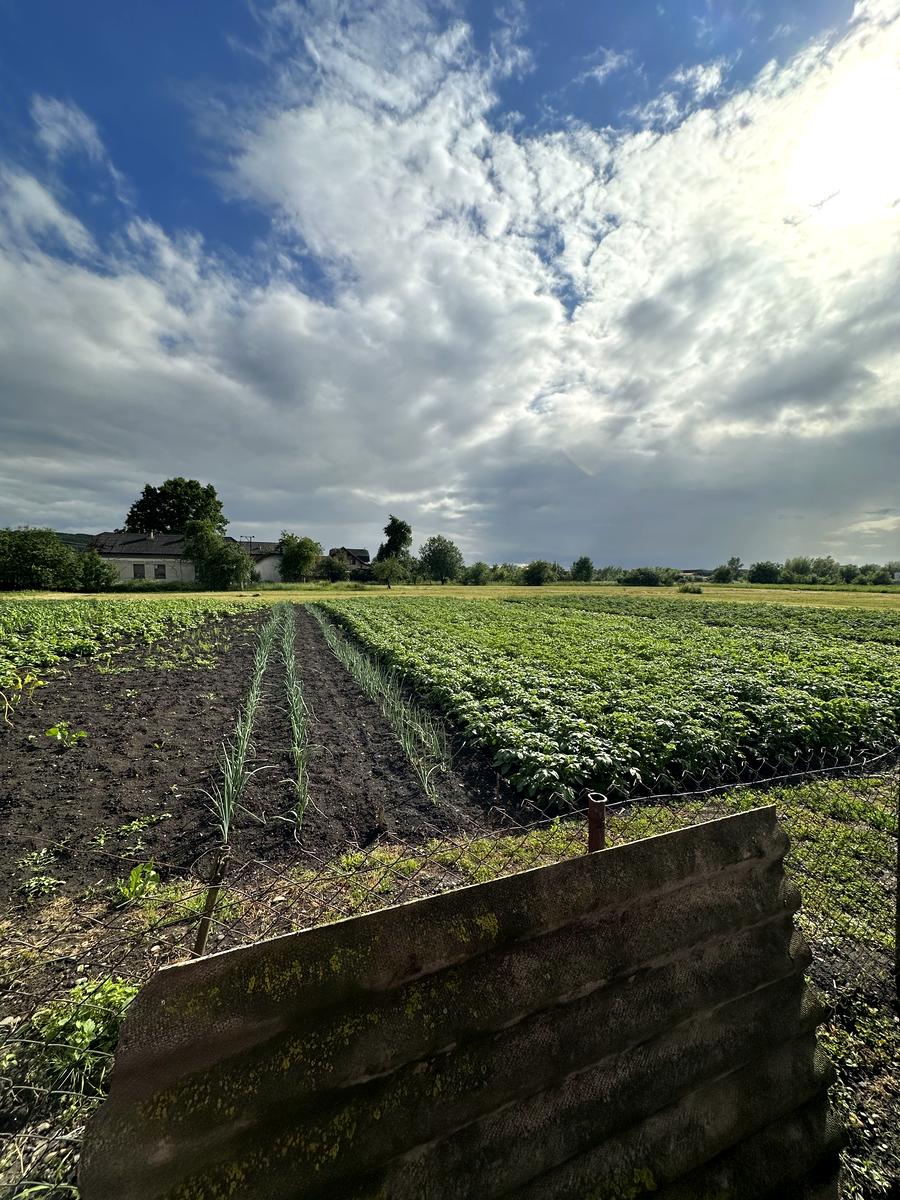 1868185348524299