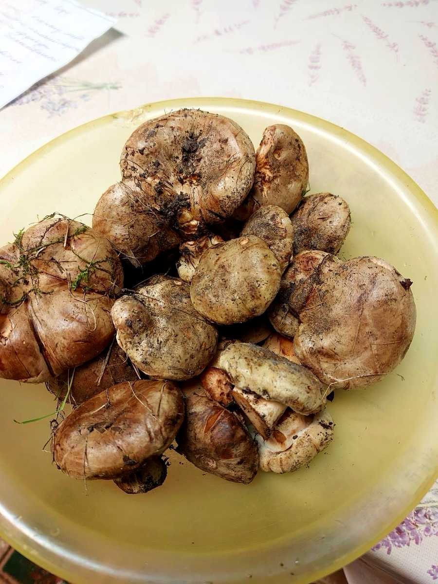 1877574861019659