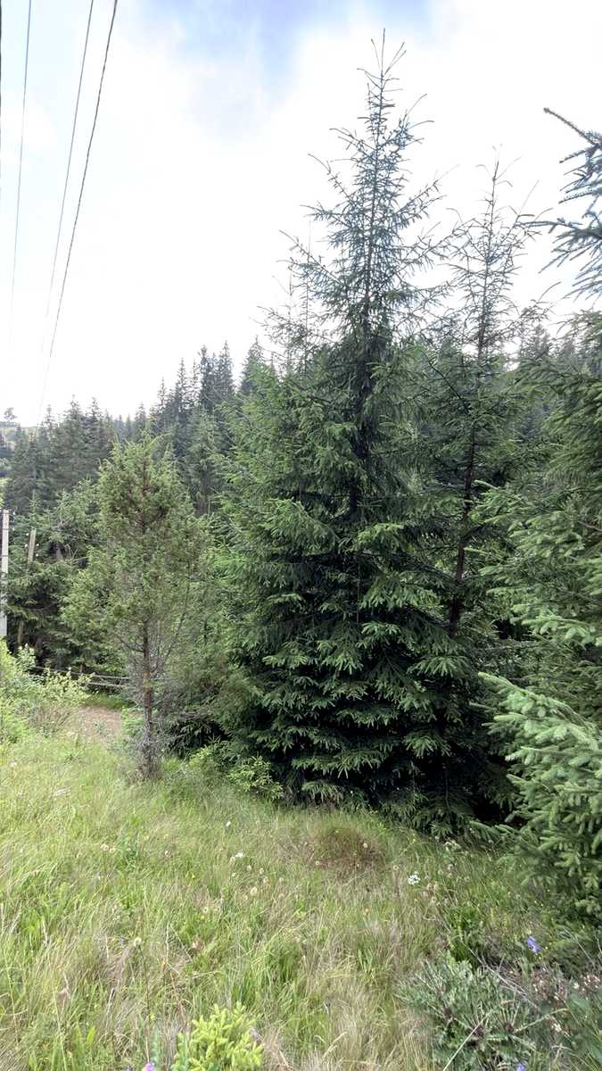 1877951293505329